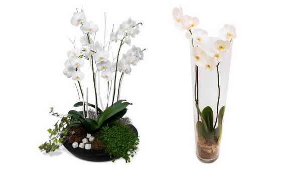 123 fleurs 123 fleurs