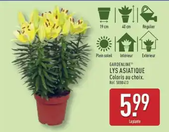 Gardenline lys asiatique 