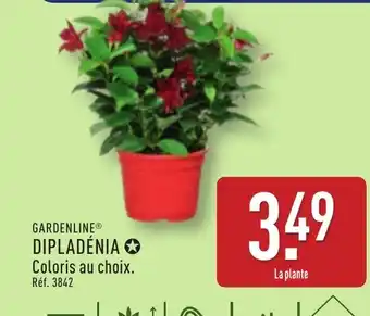 Gardenline dipladénia 